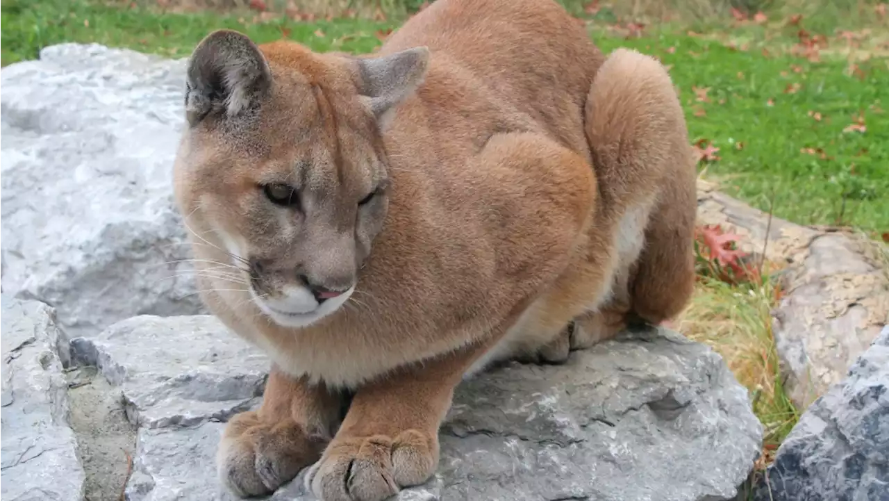 Cougar sighting triggers 'hold and secure' protocol at View Royal school