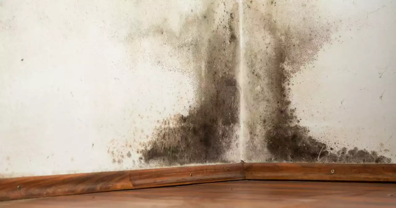 Experts reveal one thing you should never to do get rid of mould in your home