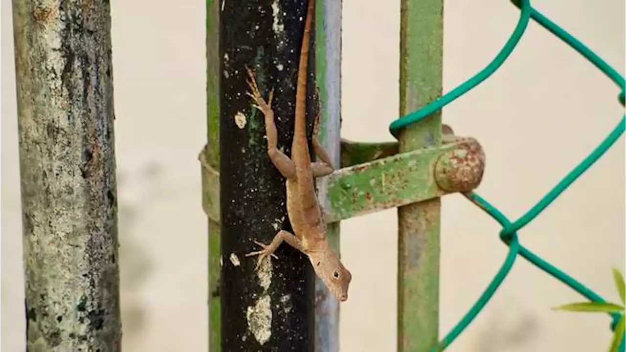 ¿Por qué estos reptiles cambiaron sus genes cuando llegaron a la ciudad?