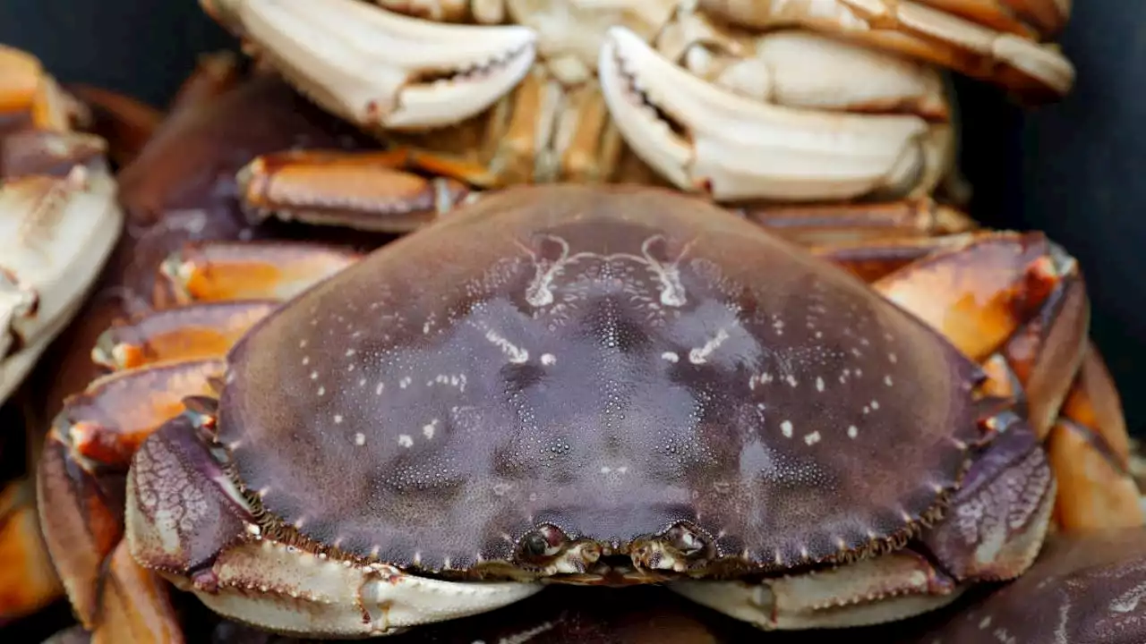 Dungeness crab harvest delayed off Washington, Oregon coast