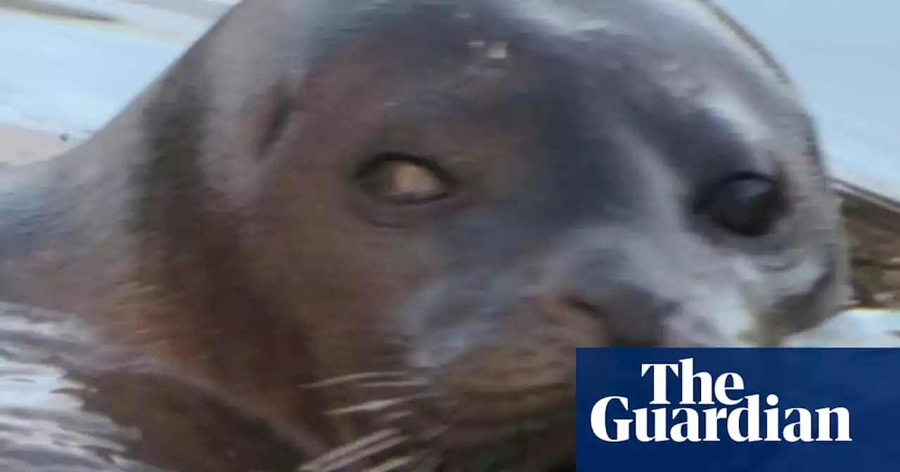 Anglers despair as trapped seal eats Essex lake’s stocks like it’s ‘in Waitrose’