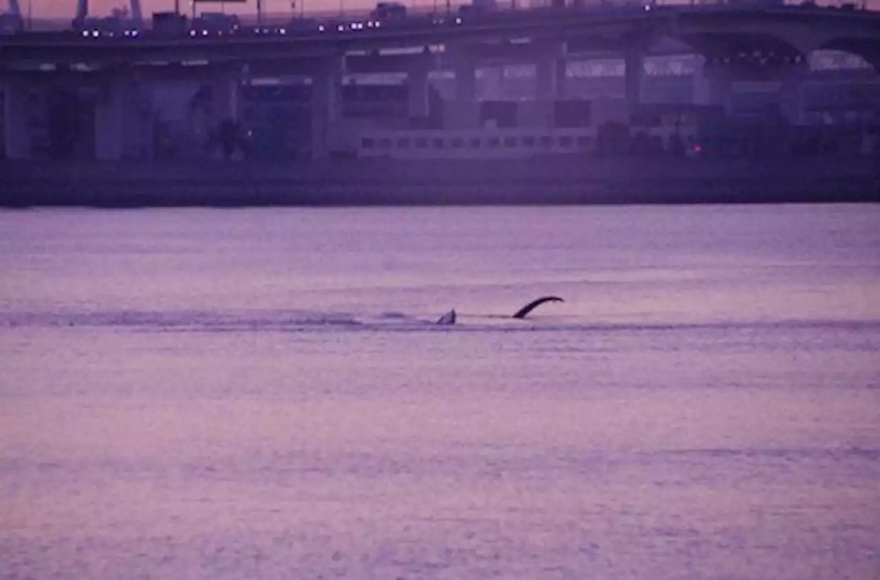 迷いクジラ発見から2日 専門家「衰弱の恐れ」、大阪市対応協議へ - トピックス｜Infoseekニュース