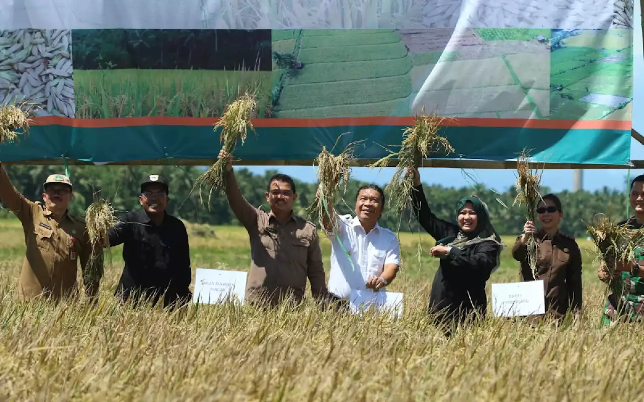 Banten Naik Kelas di Dunia Pertanian, Sekarang di 8 Besar Produsen Beras Nasional