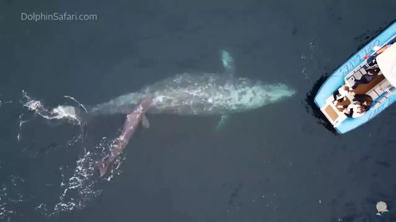 Extremely rare gray whale birth captured on camera, possibly for the first time