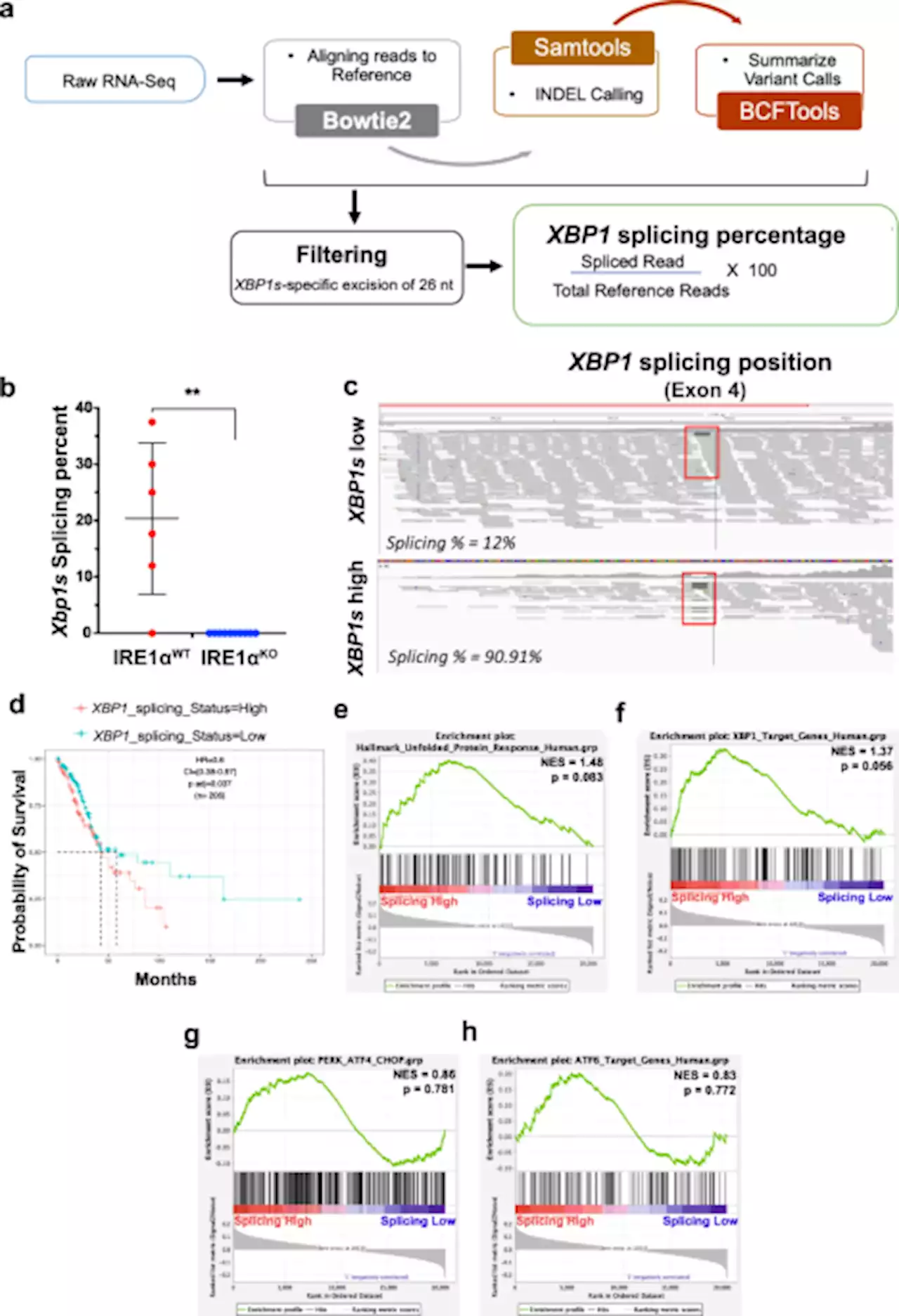 Tumor-intrinsic IRE1α signaling controls protective immunity in lung cancer - Nature Communications