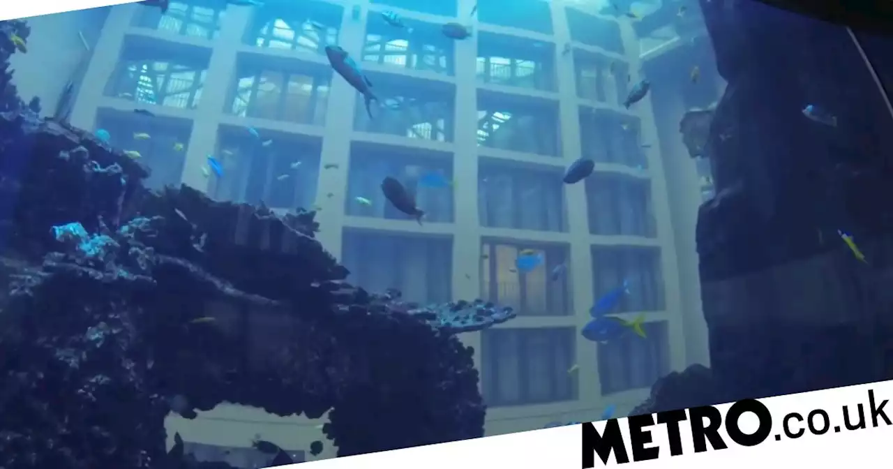 Nearly all 200 fish rescued from hotel's burst aquarium are now thriving