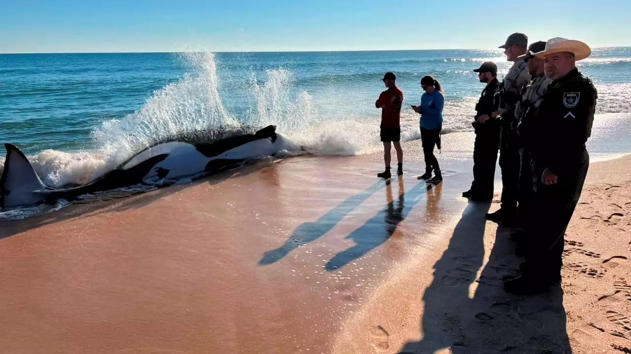 Una orca de 6,4 metros muere en una playa de Florida