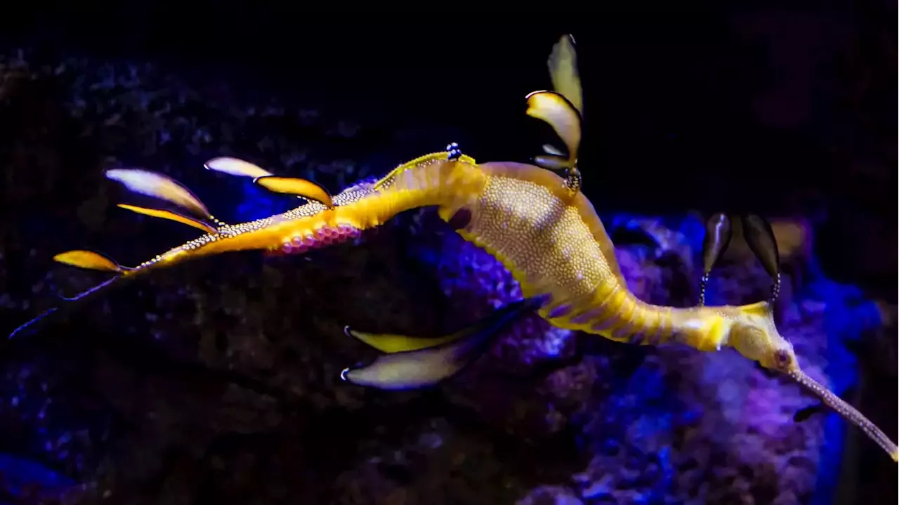 Pregnant male sea dragon at UCSD's Birch Aquarium might produce bounty of  babies