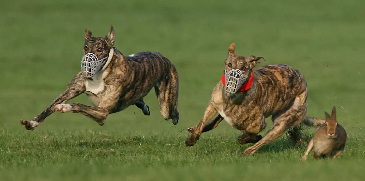 Ban on hare coursing 'an attack on rural Ireland'
