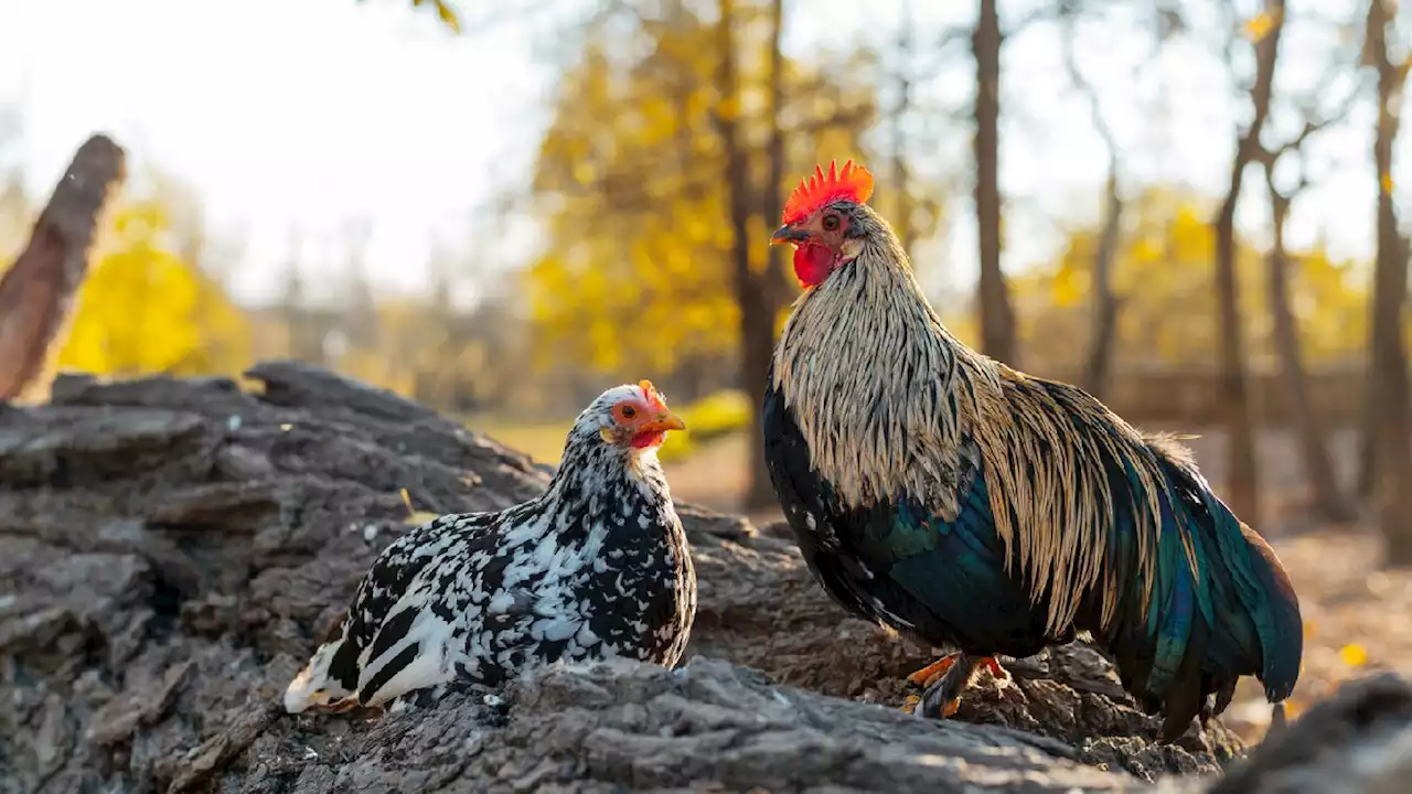 ¿Por qué y hasta cuándo irá la prohibición de las peleas de gallos en Colombia?