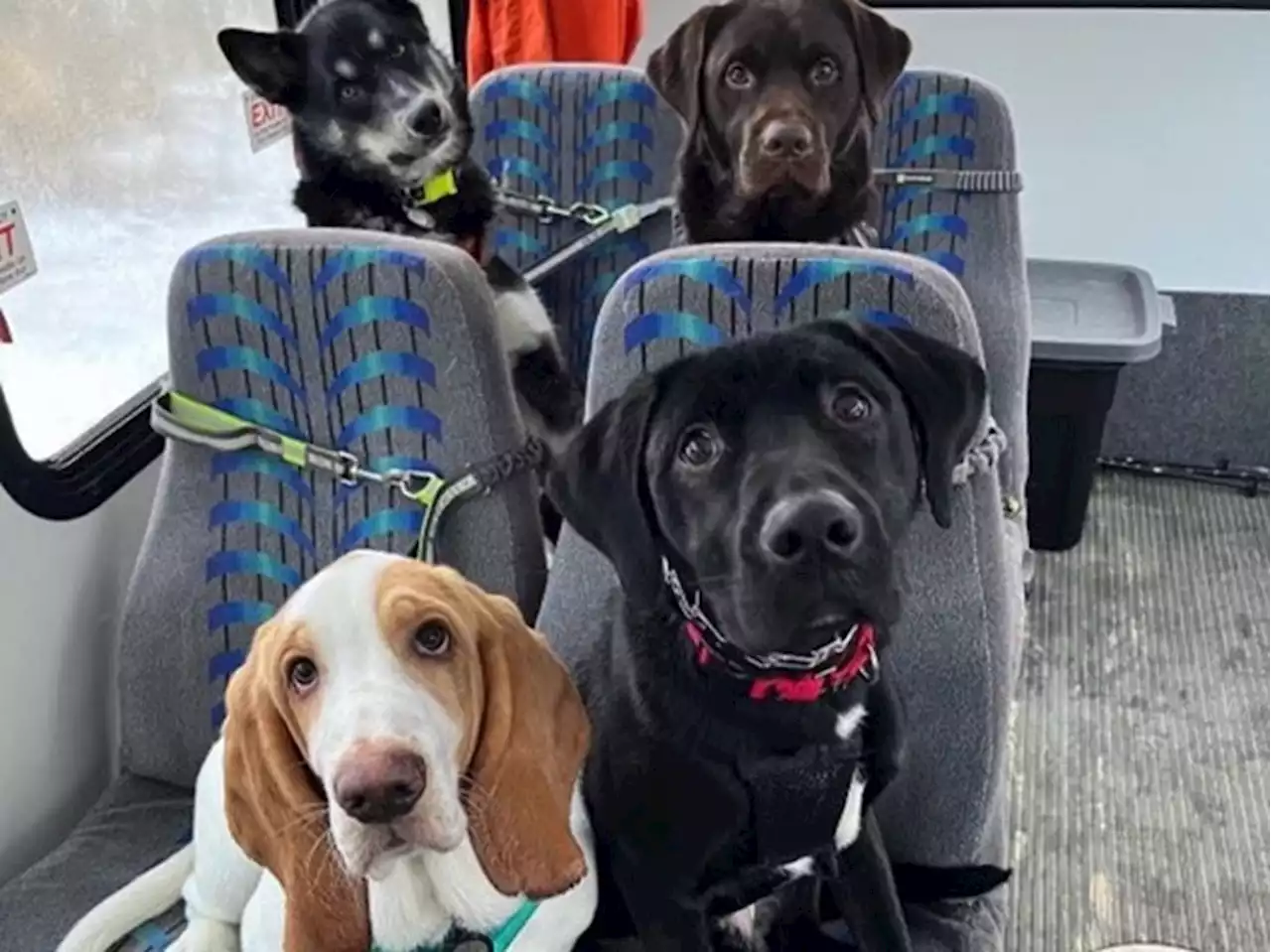 Dogs ride a bus like humans 'and now the internet is in love'