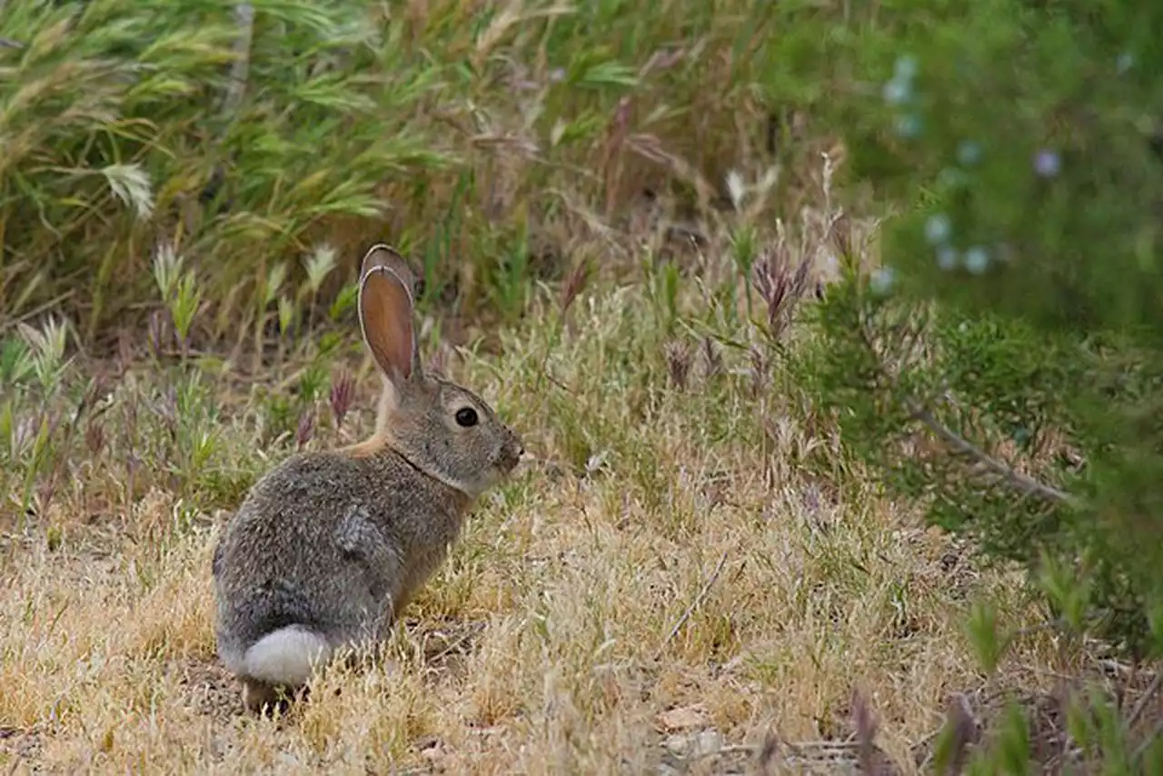 Almost 200 rabbits rescued from hoarder house in Pa.: reports