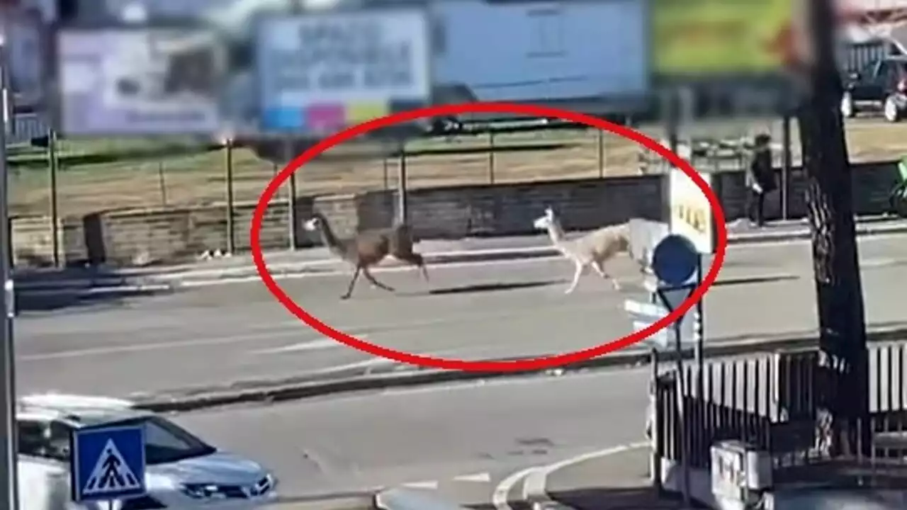 I lama scappano dal circo e fuggono in strada, il video diventa virale