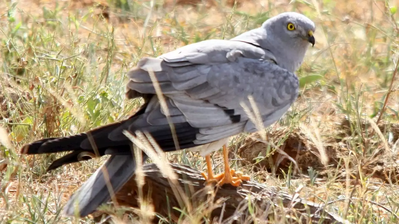 El aguilucho cenizo, elegido ave del año 2023 por votación popular