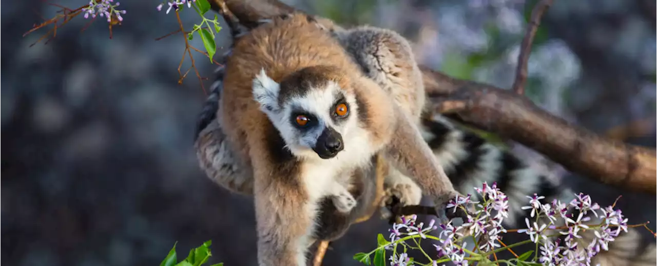 Madagascar's Vanishing Biodiversity Could Take Over 20 Million Years to Recover