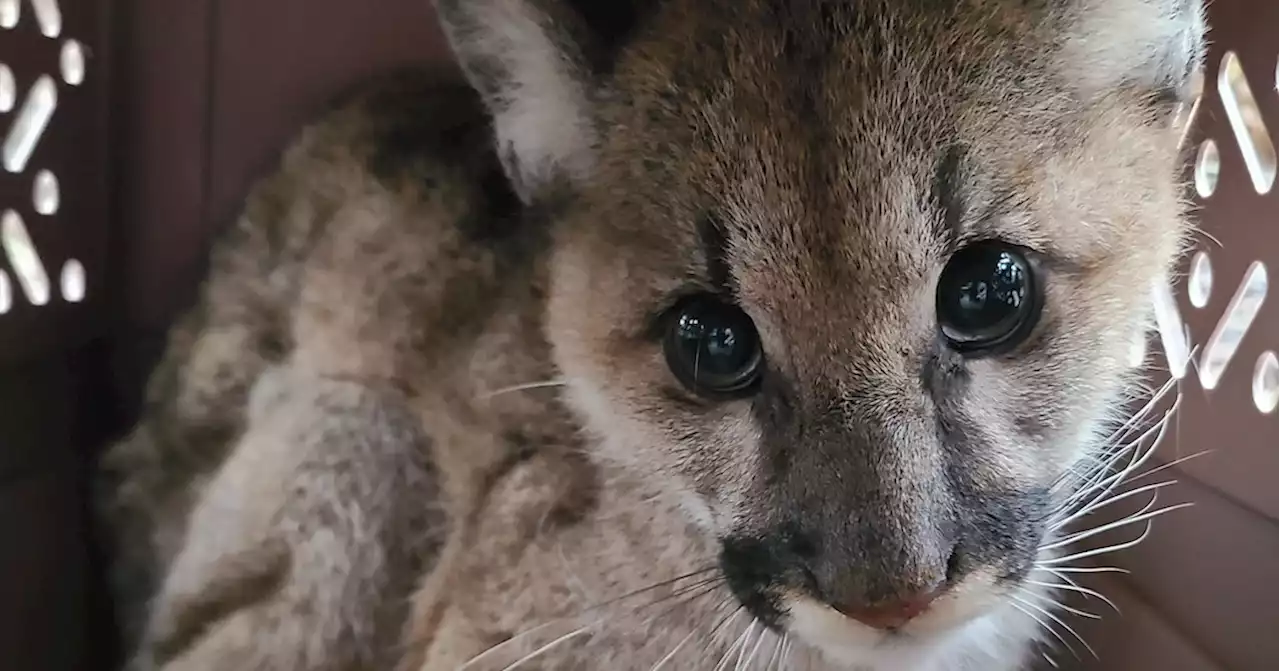 Oakland Zoo rescues another 'emaciated' cougar from Santa Cruz