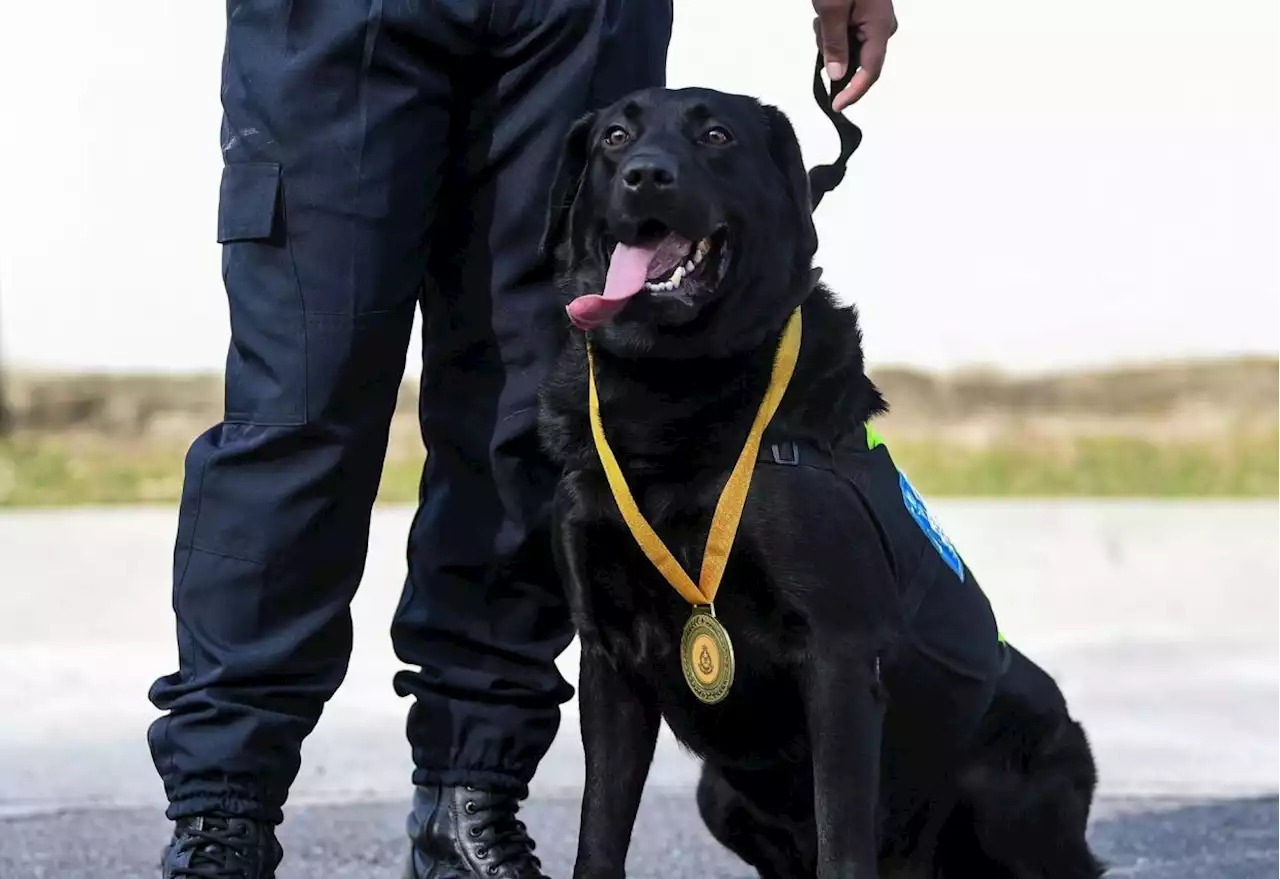 More bite needed: Kedah cops need more K9 dogs to help guard, control Langkawi gateways