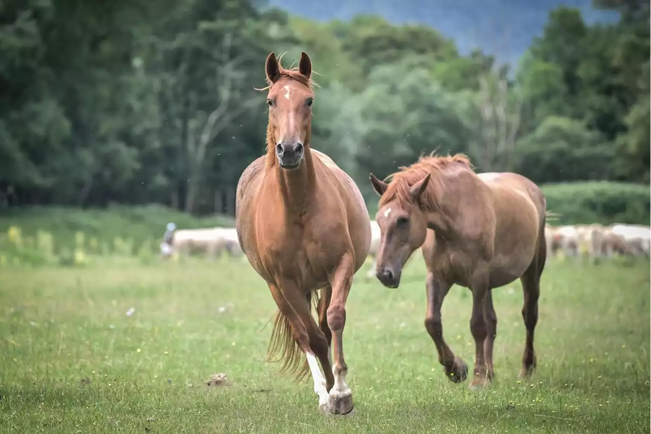 Fraude à la viande de cheval : jusqu’à deux ans de prison ferme pour les escrocs