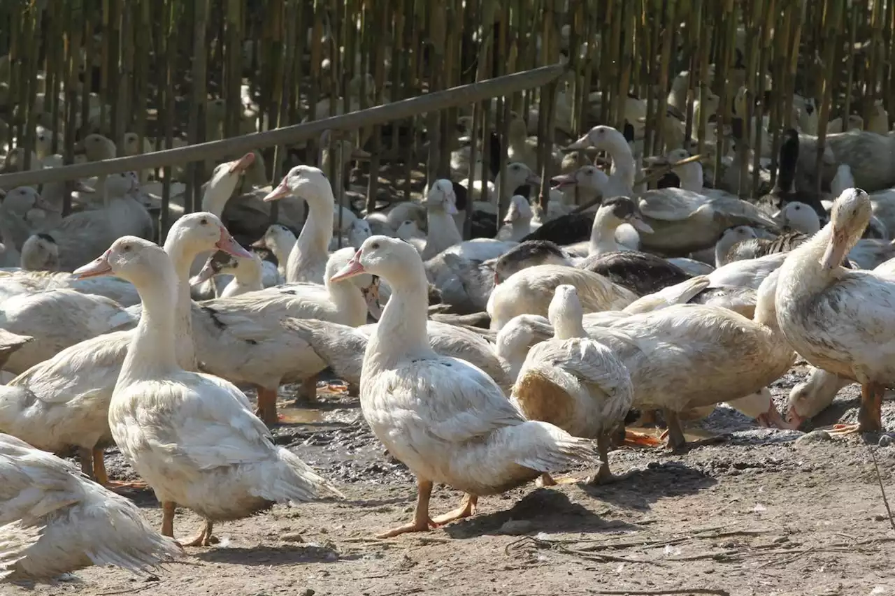 Grippe aviaire : le vide sanitaire programmé prendra fin le 15 janvier