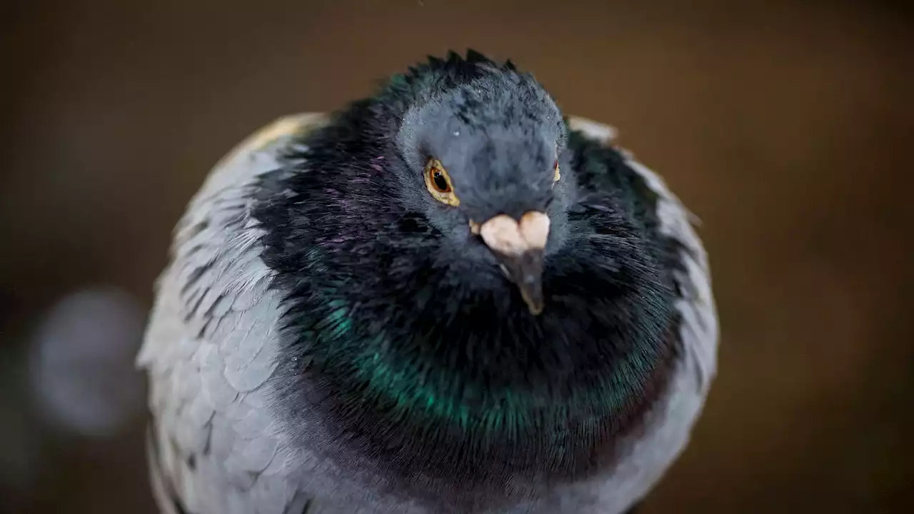 Pigeon Wearing Backpack Full of Meth Caught in Prison Yard