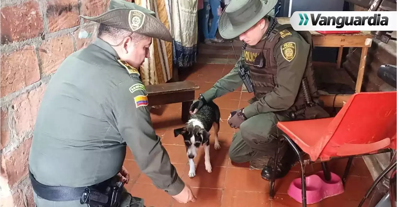 La historia de &#039;Kira&#039;, la perrita que persiguió a su dueña por las calles de Bucaramanga