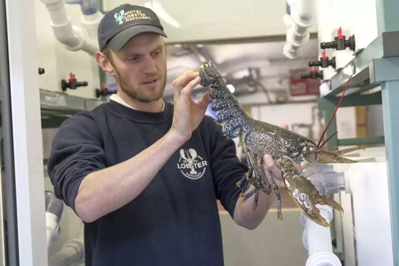 How the Whitby Lobster Hatchery is preserving the species for future generations