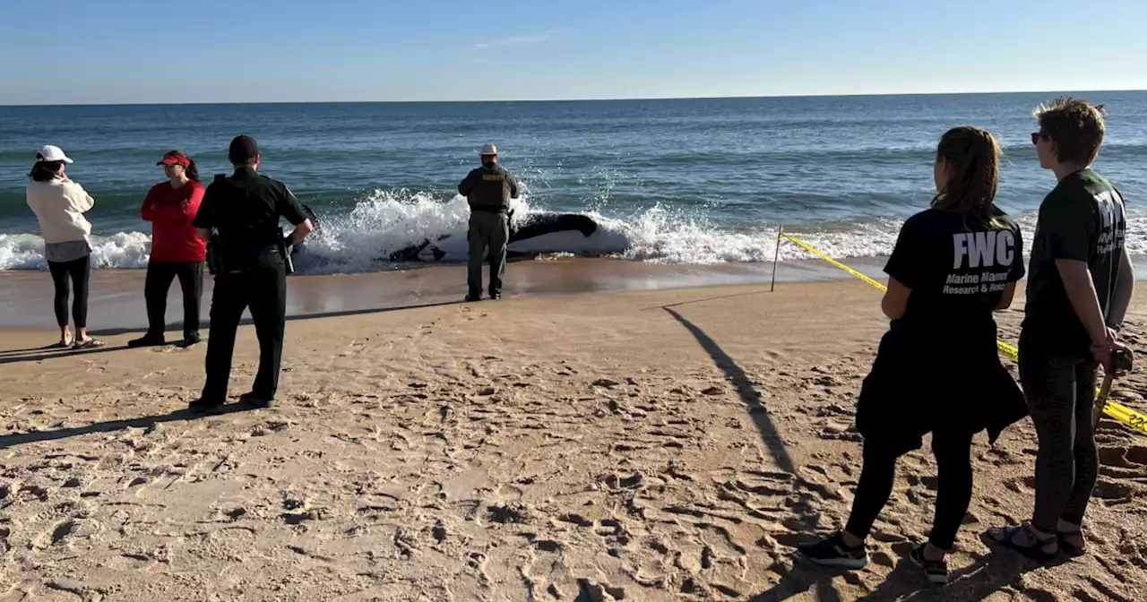 Female orca dies on Florida beach