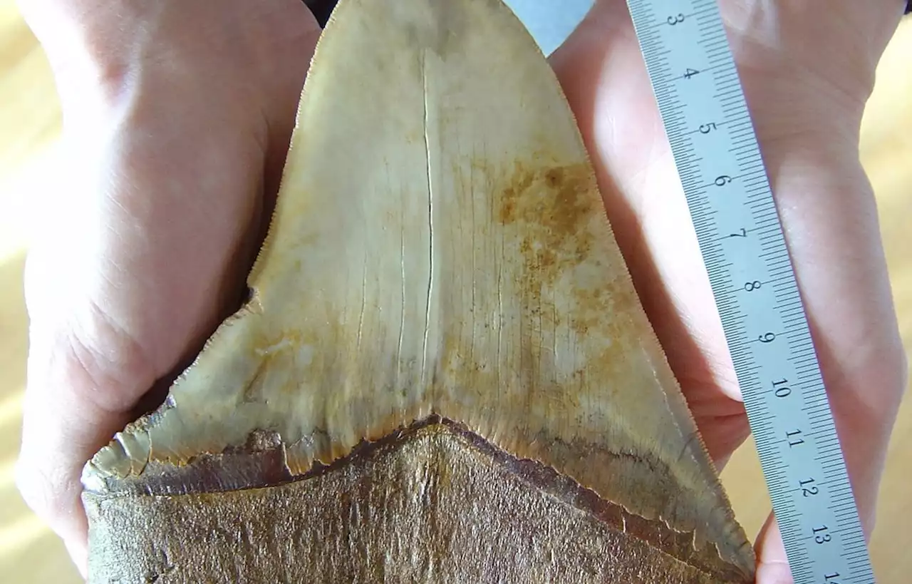 Une fillette découvre par hasard une énorme dent de requin mégalodon