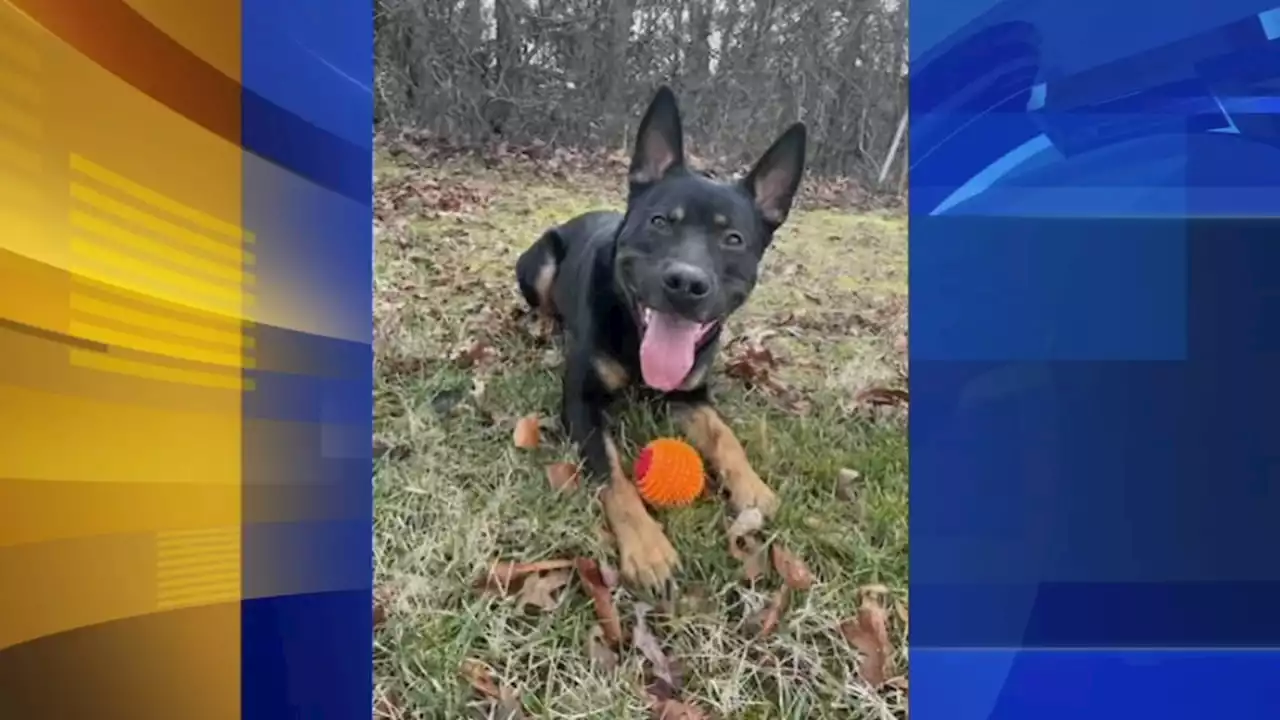 Gloucester County Animal Shelter's longest resident looking for forever home