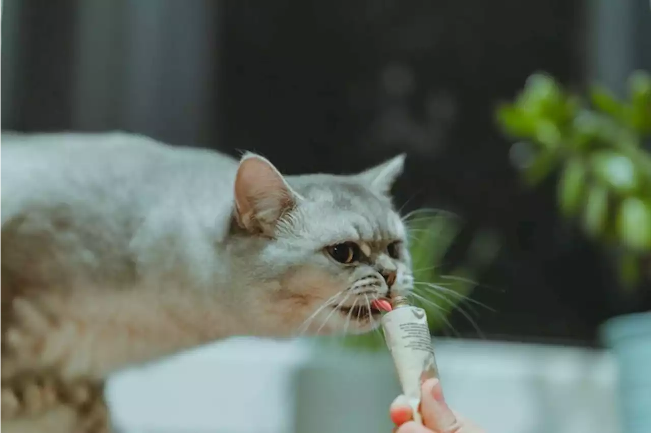 Bangun interaksi dengan kucing peliharaan lewat 'snack time'