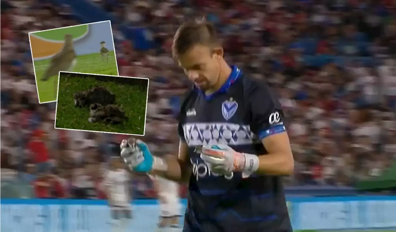 [Video] Es un héroe: Leonardo Burián, ex Tolima, salvó a dos pájaros bebé en plena cancha