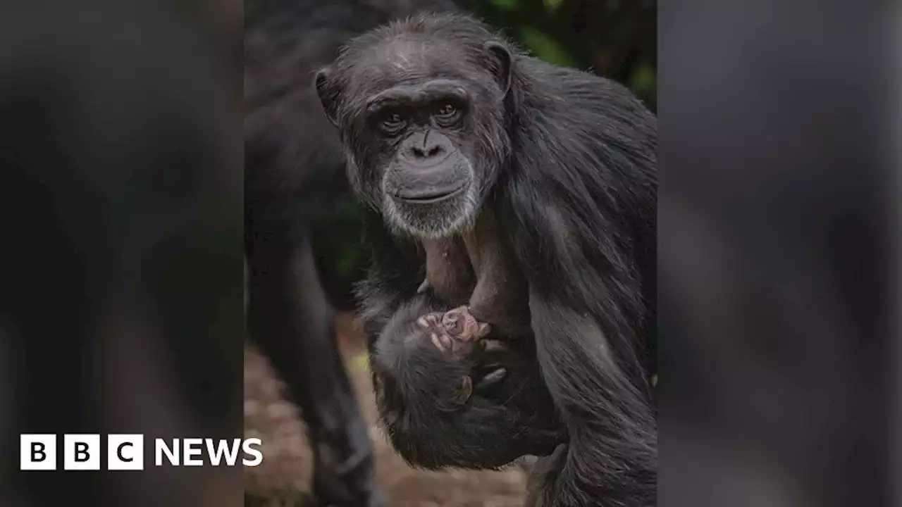 Chester Zoo celebrates birth of world's rarest chimpanzee