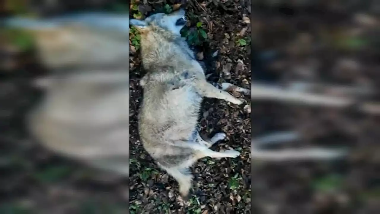 Seine-et-Marne: un loup percuté par un automobiliste en forêt de Fontainebleau?