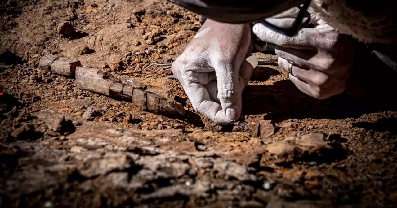 Científicos encontraron fósiles de cuatro tipos de dinosaurios en la Patagonia chilena