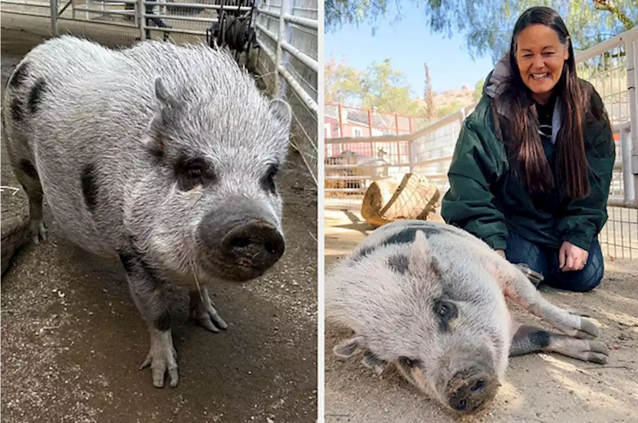 A Pig Rehomed By Logan Paul Two Years Ago Has Been Rescued And Treated For A Deadly Infection