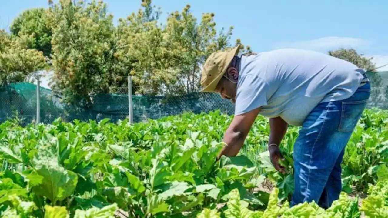 Gardening project helps patients recover from mental illness