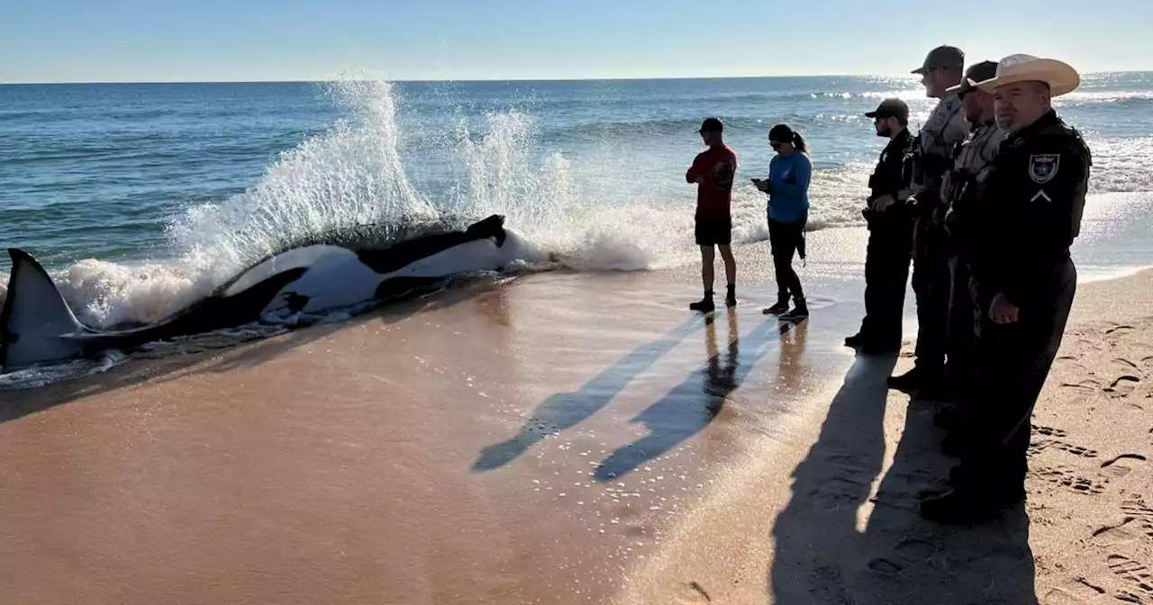 21-foot killer whale dies after washing ashore on Florida beach