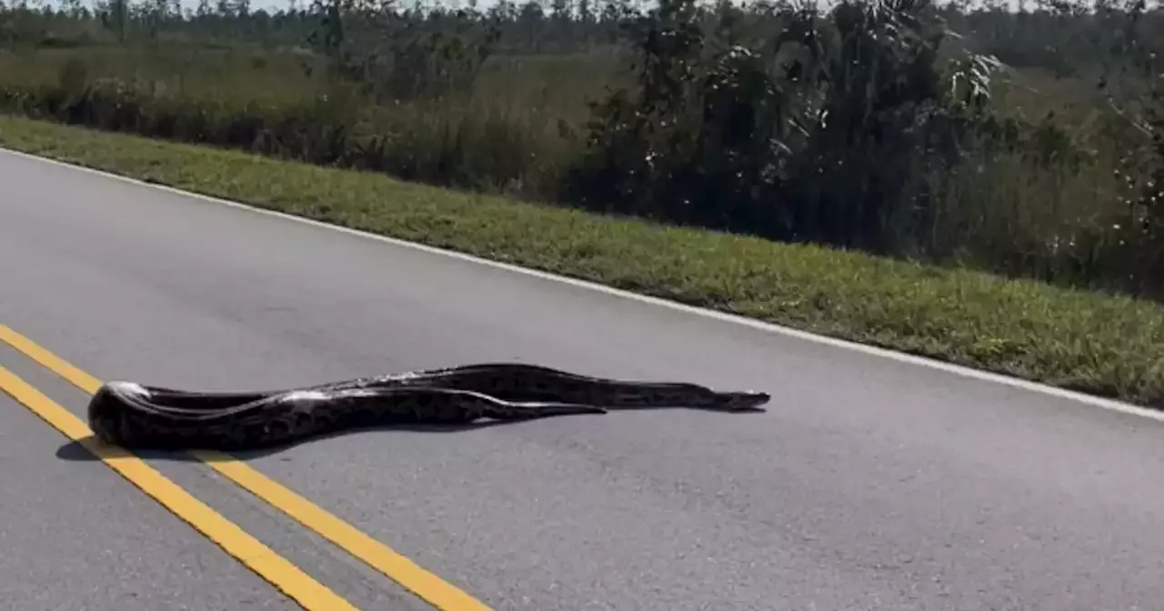 Massive Burmese python estimated to be 15 feet long seen crossing road ...