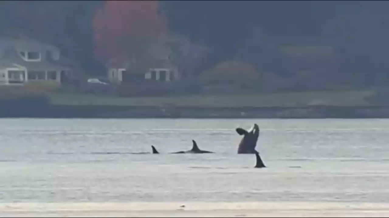 Military firearms training to resume in whale habitat off Vancouver Island