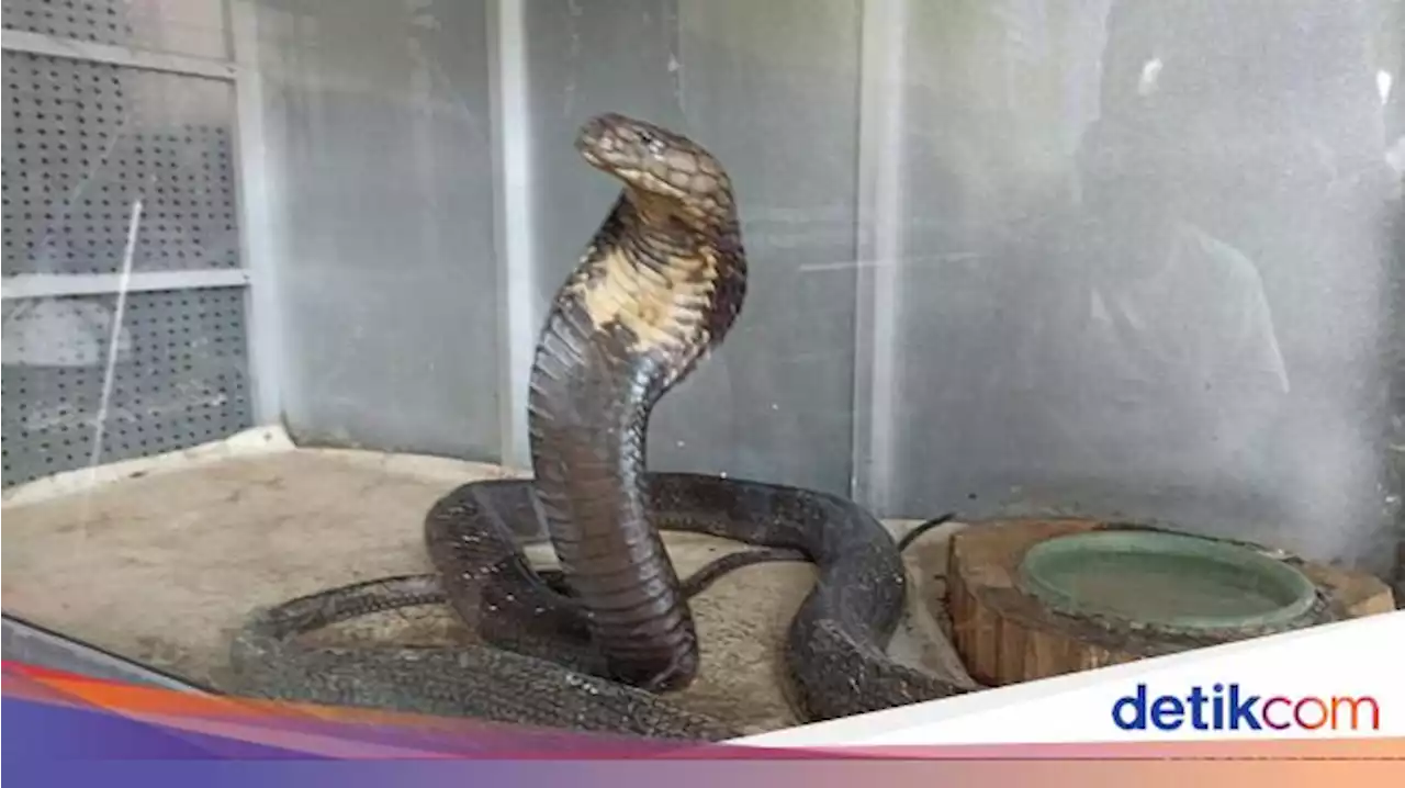 Kecil tapi Bahaya, Anak Kobra Dievakuasi Damkar dari Rumah Warga Jaktim