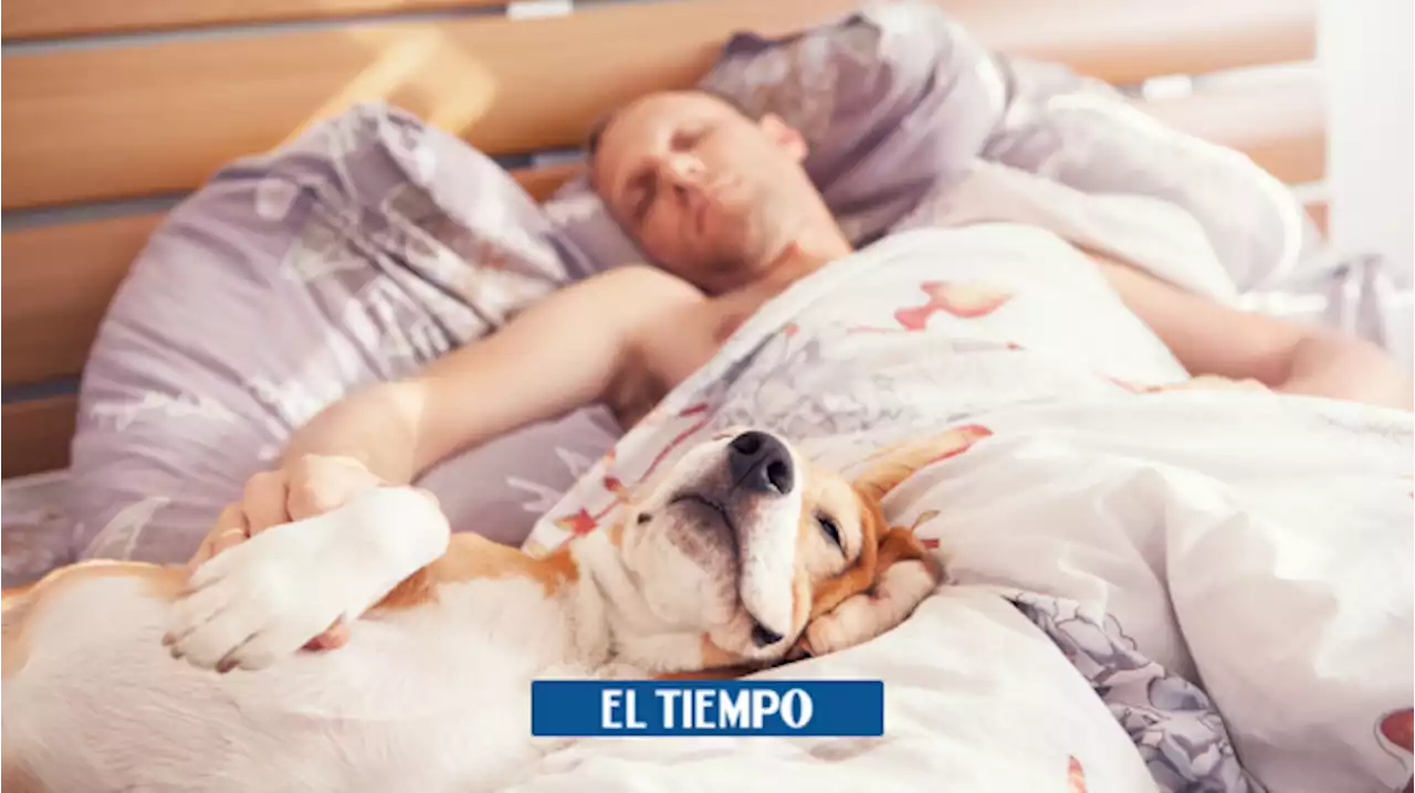 Conozca las ventajas y desventajas de dormir con su mascota