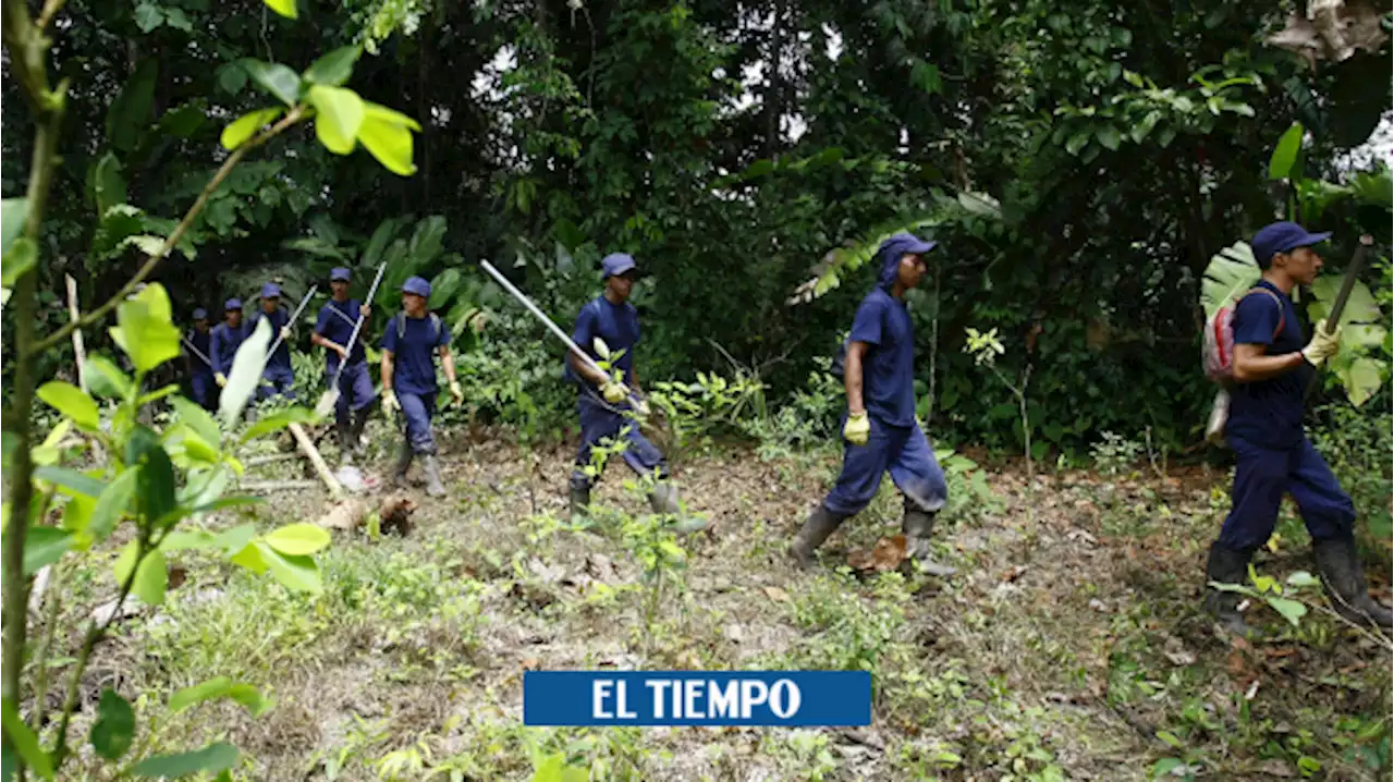 Cultivos de uso ilícito: reducción en la meta de erradicación encendió el debate