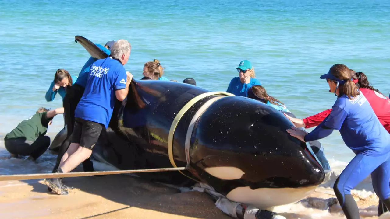 21-foot Killer whale found dead on Florida beach a first for Southeast, NOAA spokesperson says