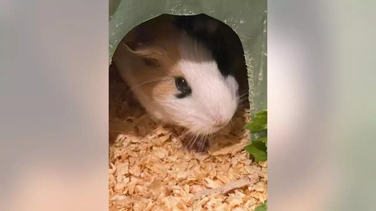 Guinea pigs, possibly related, found abandoned in Austin area