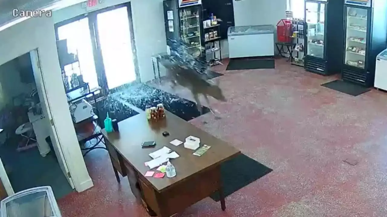 Deer smashes through doors of Minnesota butcher shop