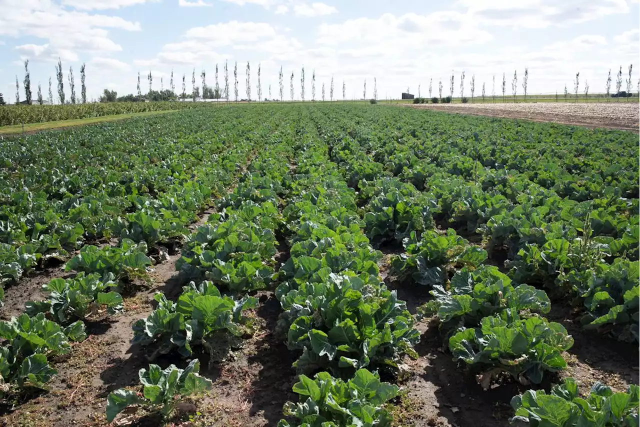 Rabobank seeks to grab a piece of the Canadian farm lending market