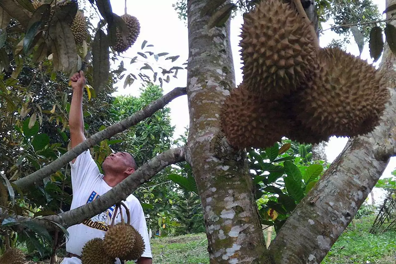 Philippines to expand durian production following $260-M export deal with Chinese firms