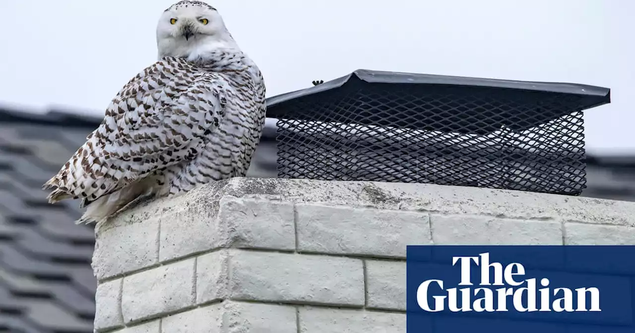 Rare snowy owl’s ‘thrilling’ migration enchants California suburb