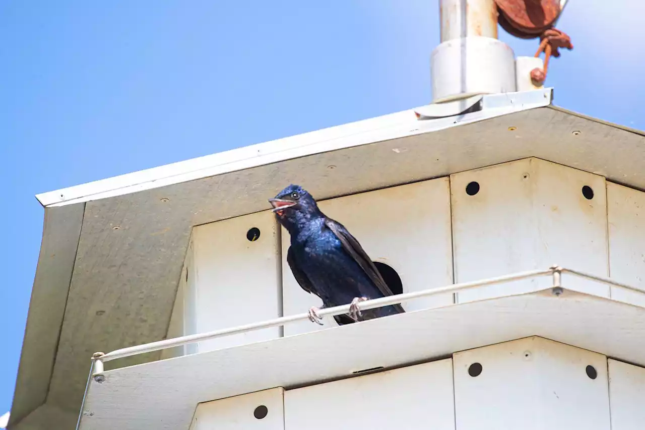 Purple martins visit Houston from South America