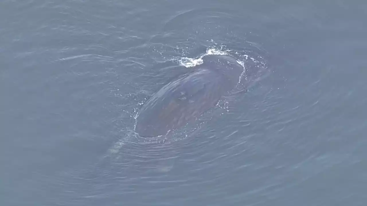 【速報】迷いクジラ「死んだのではないか」至近で観察の専門家 潮吹く様子なし 大阪 - トピックス｜Infoseekニュース